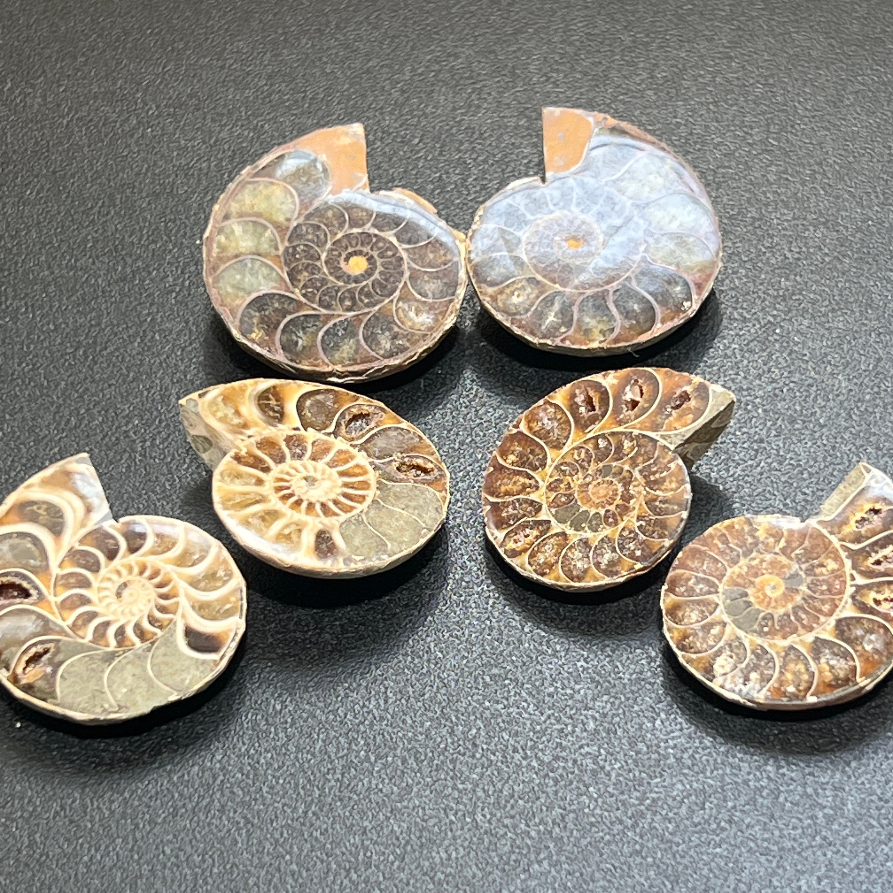 Polished Ammonite Fossil Pairs from Morocco (5 or 10 Pack Bundle)