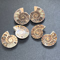 Polished Ammonite Fossil Pairs from Morocco (5 or 10 Pack Bundle)