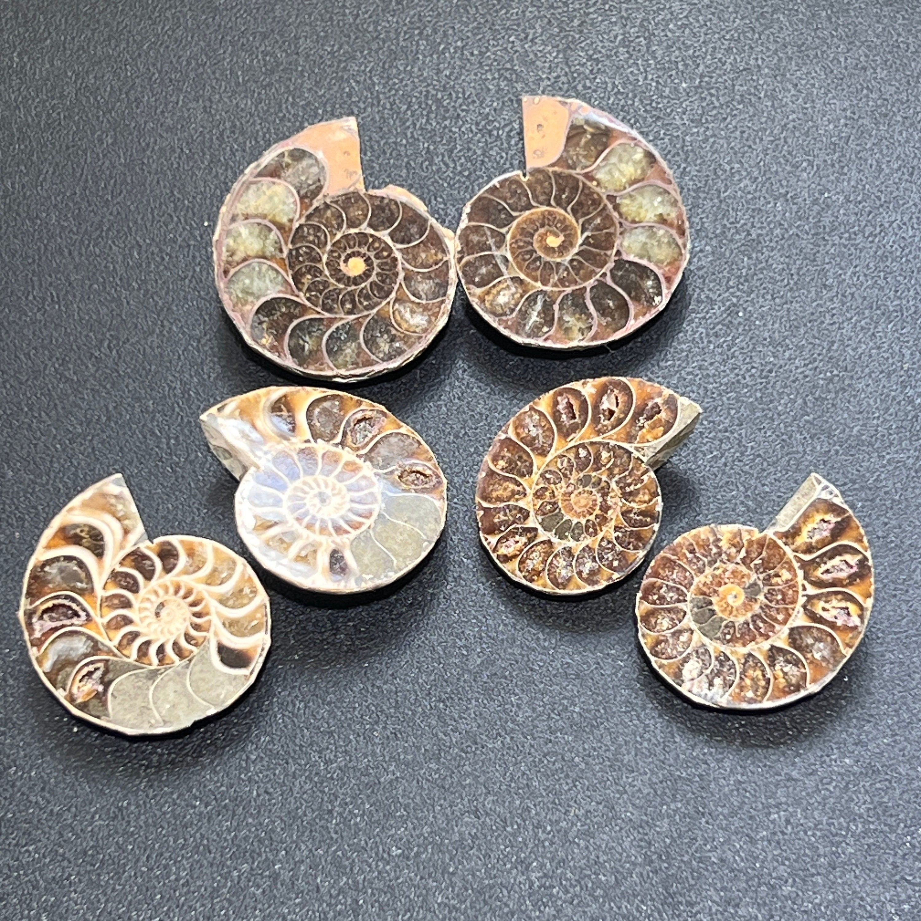 Polished Ammonite Fossil Pairs from Morocco (5 or 10 Pack Bundle)