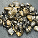 Stromatolite Fossil Tumbled Stones - Peru