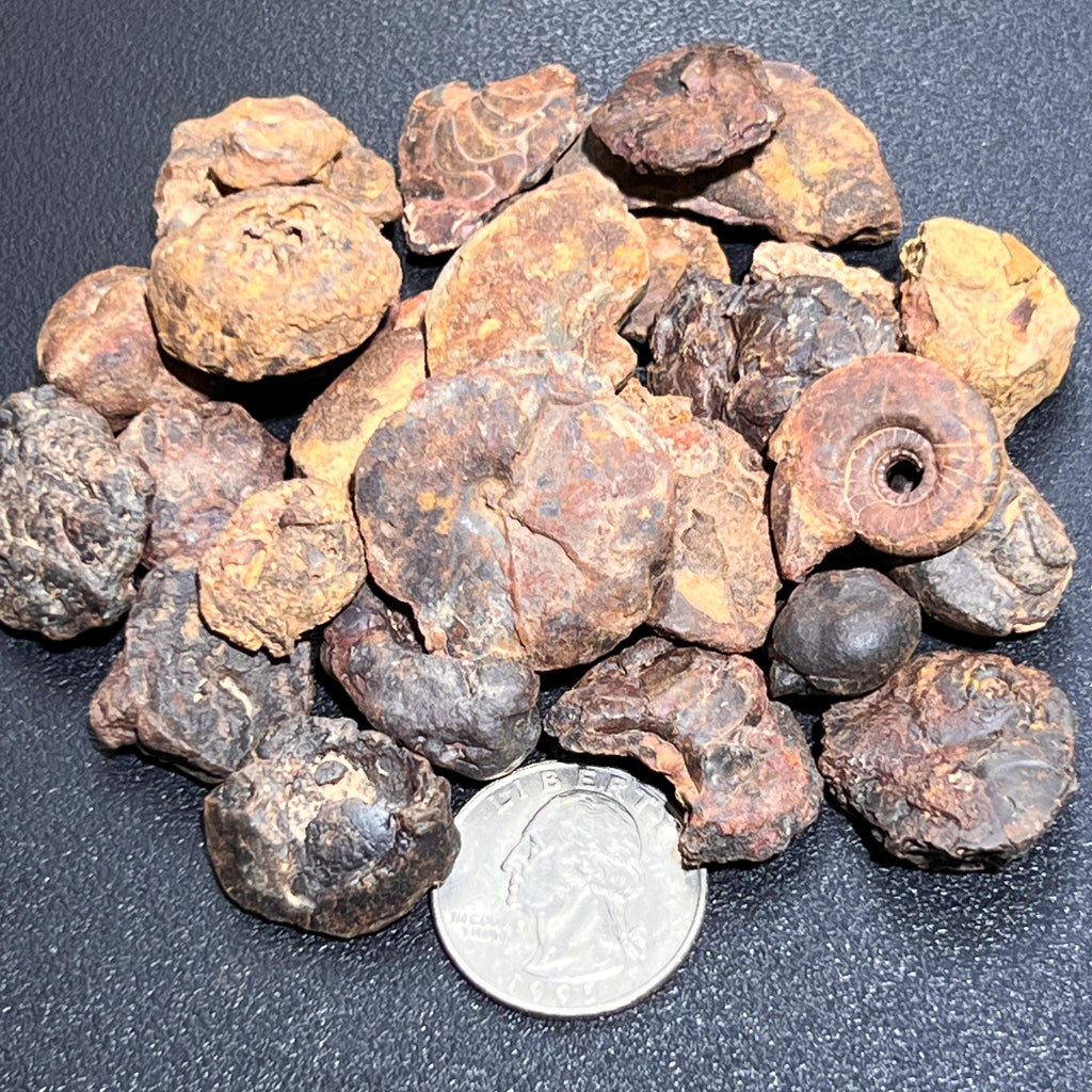 Ammonite Fossils by Weight - Morocco