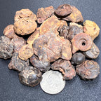 Ammonite Fossils by Weight - Morocco
