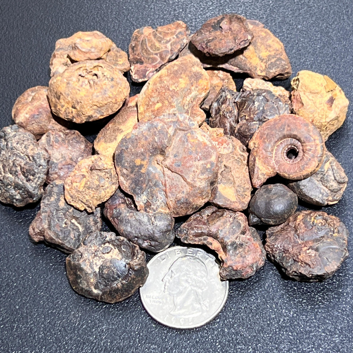 Ammonite Fossils by Weight - Morocco