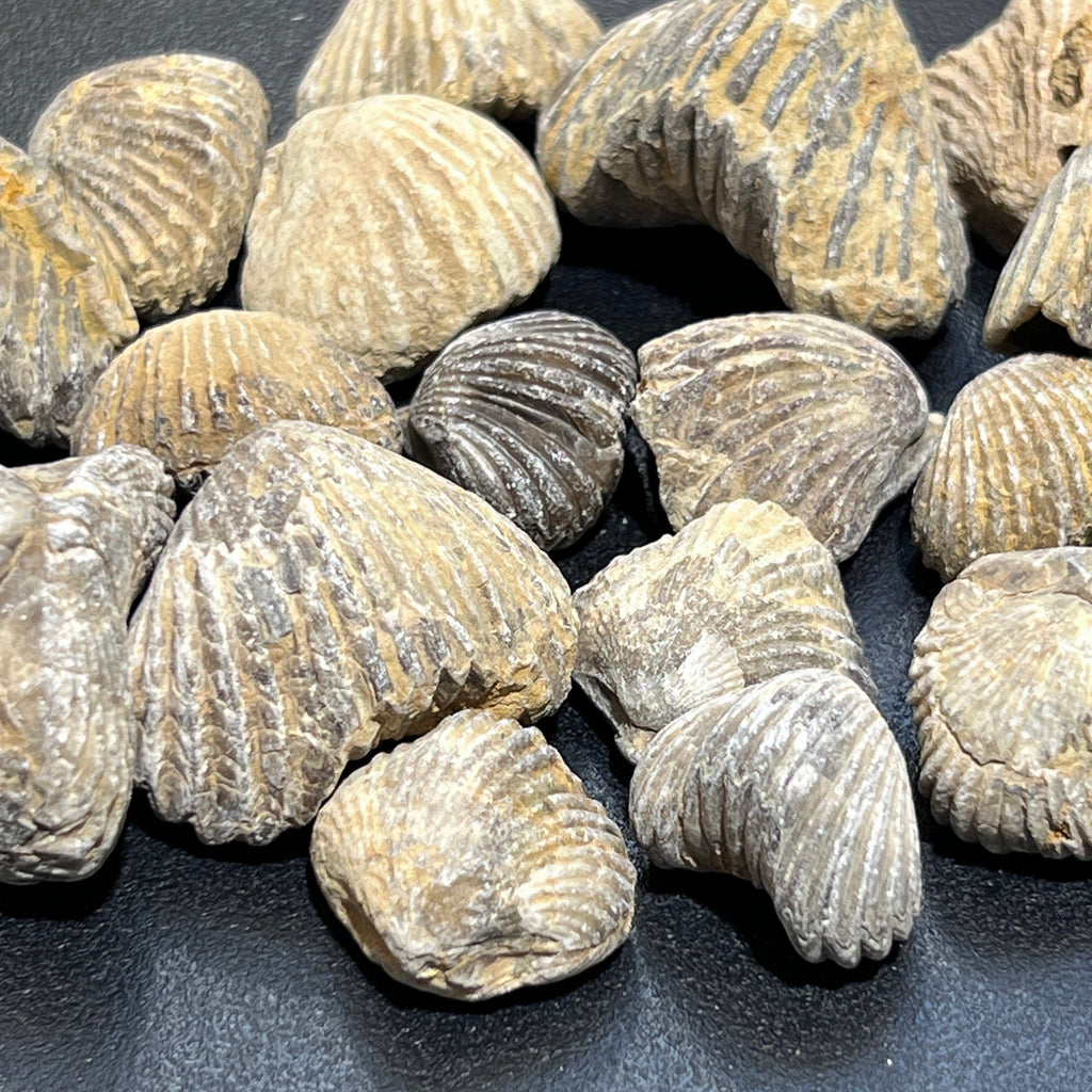 Brachiopod Shell Fossils - Morocco