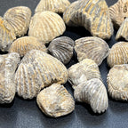 Brachiopod Shell Fossils - Morocco