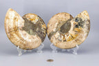 Ammonite Fossil Pair - Polished Matched Halves