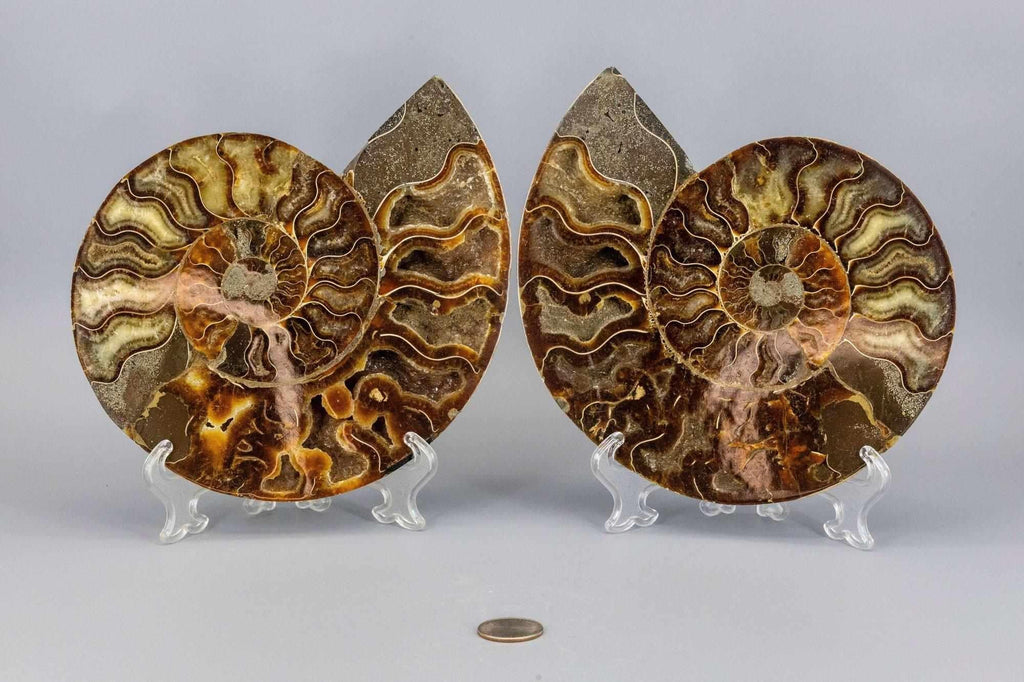 Ammonite Fossil Pair - Polished Matched Halves