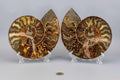Ammonite Fossil Pair - Polished Matched Halves