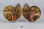 Ammonite Fossil Pair - Polished Matched Halves
