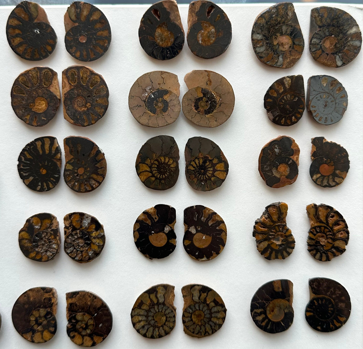 Ammonite Fossil Pair, Cut & Polished Halves - Morocco