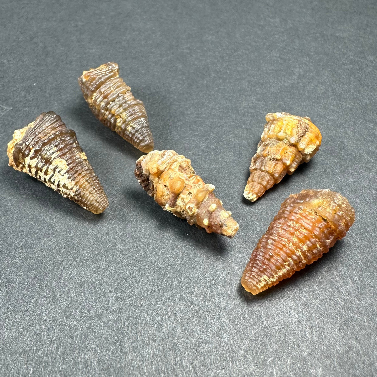 Mineral Specimen in Acrylic Display Box - Morocco, Choose Your Mineral