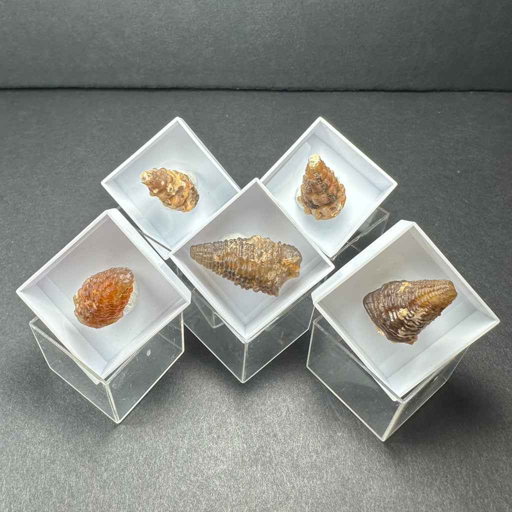 Mineral Specimen in Acrylic Display Box - Morocco, Choose Your Mineral