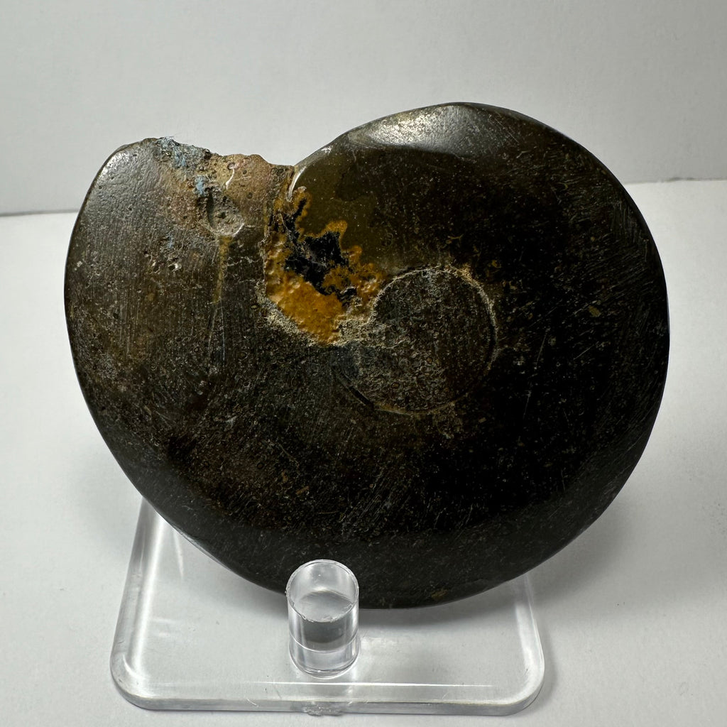 Ammonite Fossil, Whole Specimen - Morocco, Choose Your Size