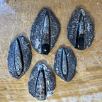 Orthoceras Fossil, Polished in Black Limestone - Morocco