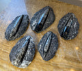 Orthoceras Fossil, Polished in Black Limestone - Morocco