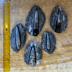 Orthoceras Fossil, Polished in Black Limestone - Morocco
