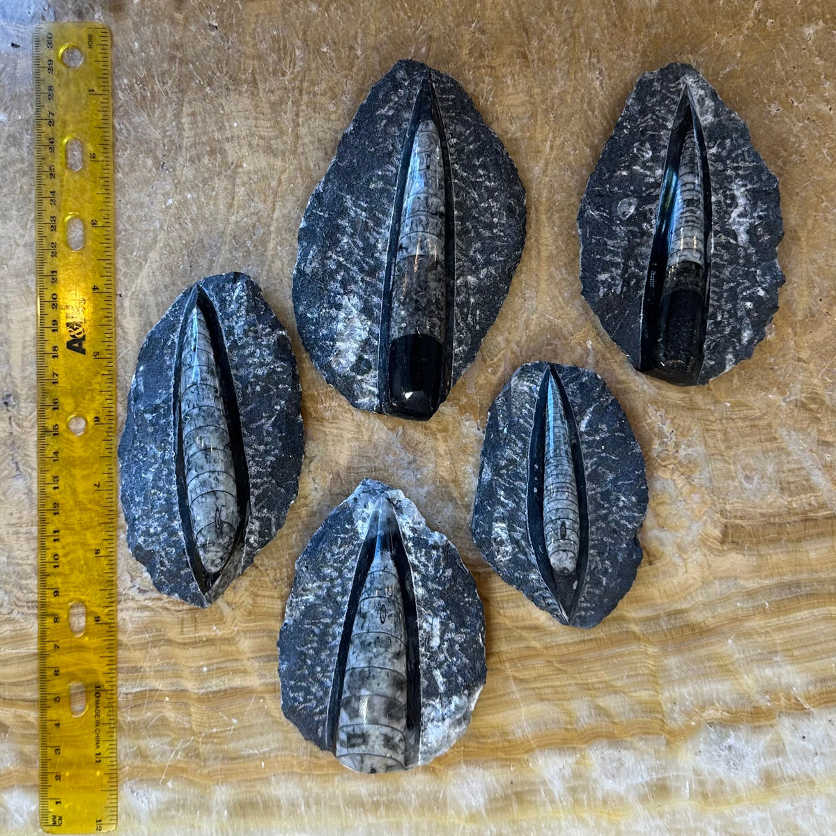 Orthoceras Fossil, Polished in Black Limestone - Morocco