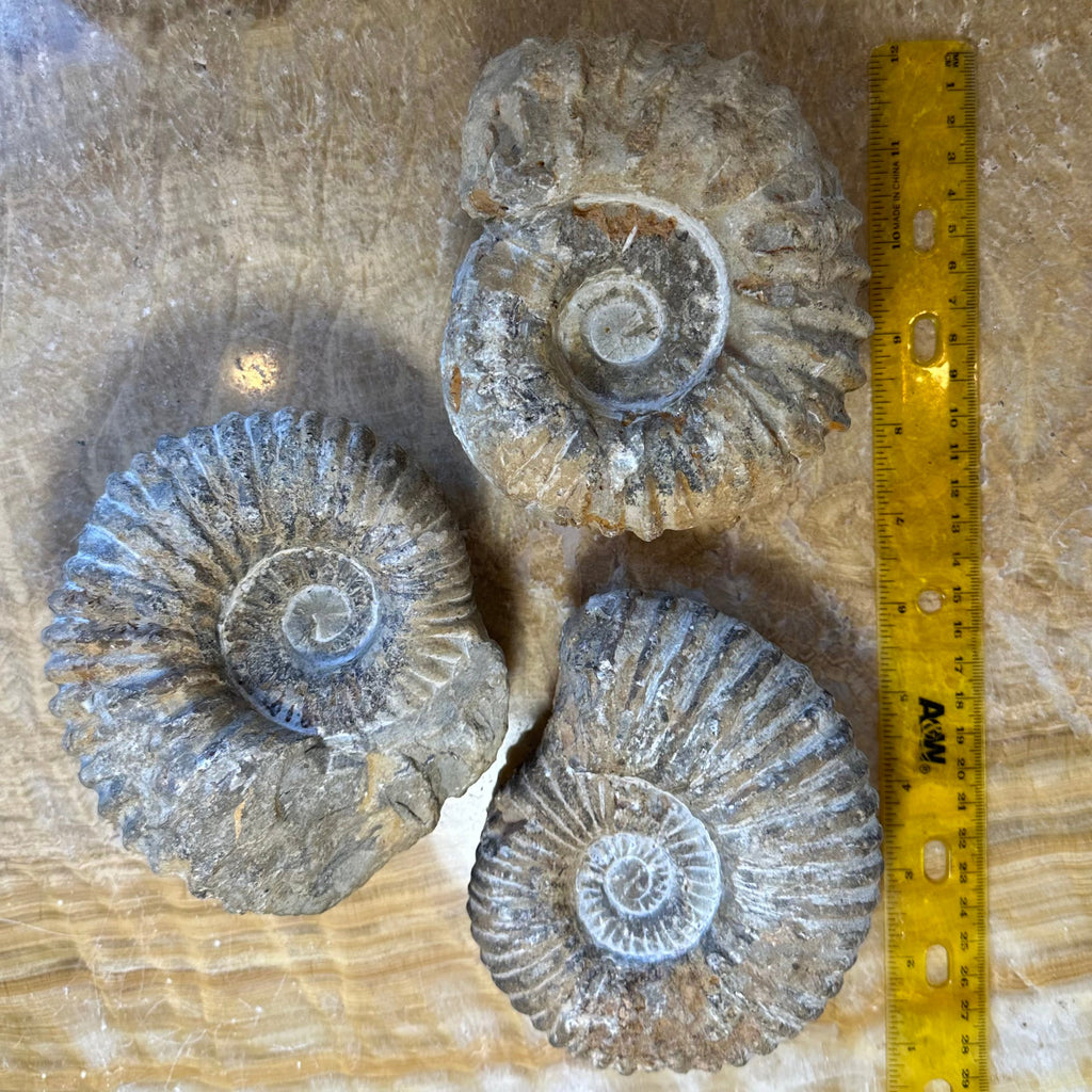Large Ammonite Fossil, Cretaceous Specimen - Morocco