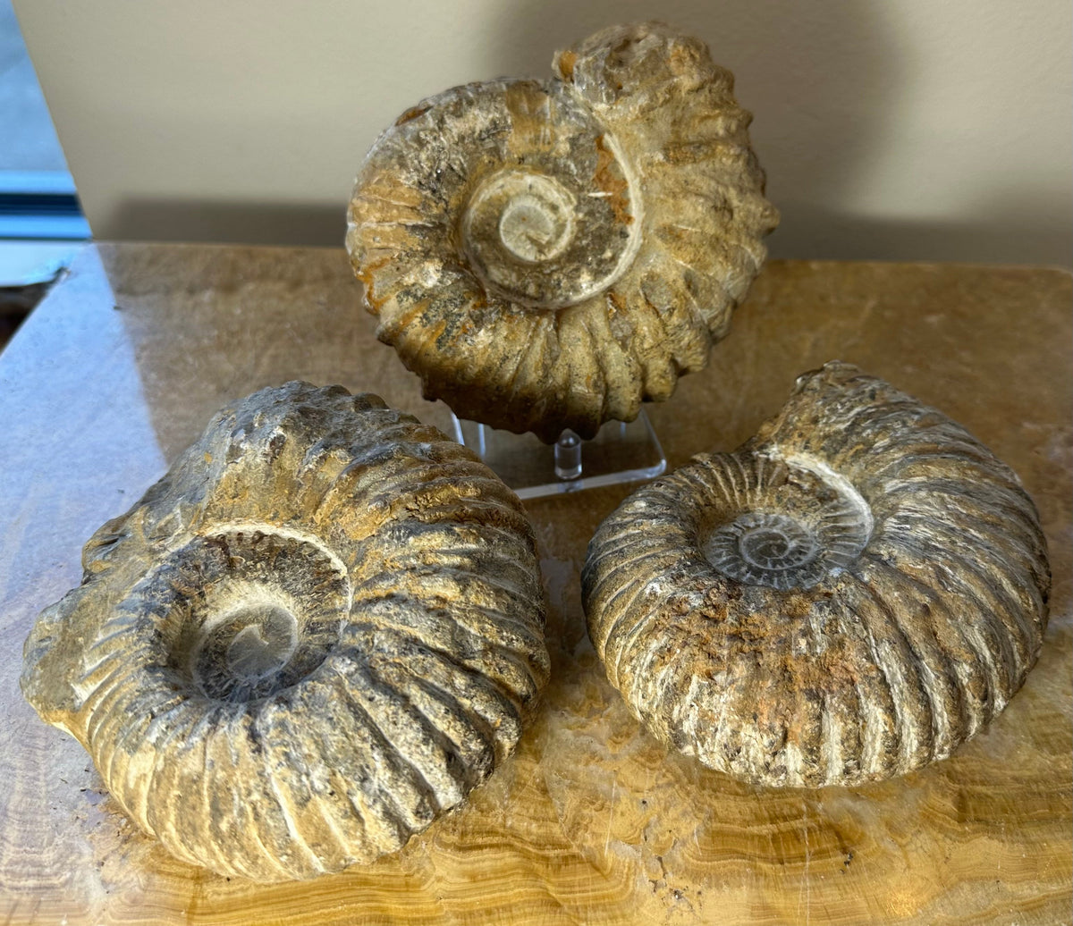 Large Ammonite Fossil, Cretaceous Specimen - Morocco