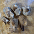 Mosasaur Tooth Fossil on Matrix - Morocco