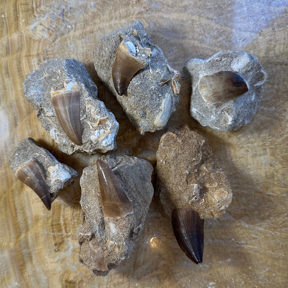 Mosasaur Tooth Fossil on Matrix - Morocco