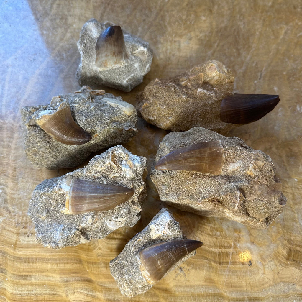 Mosasaur Tooth Fossil on Matrix - Morocco