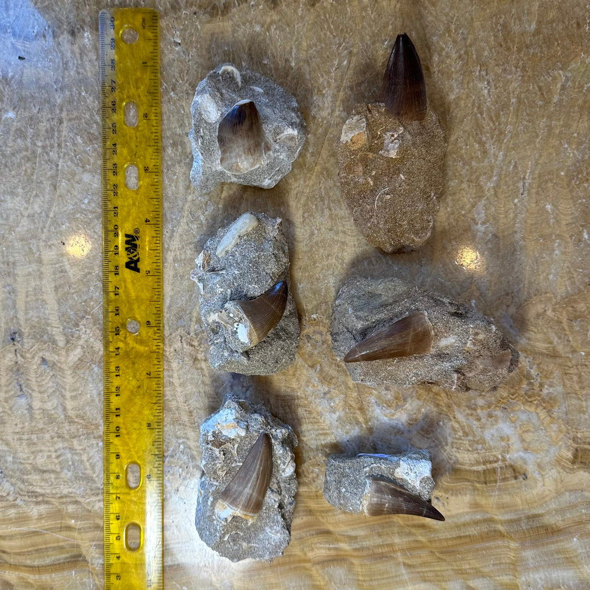 Mosasaur Tooth Fossil on Matrix - Morocco