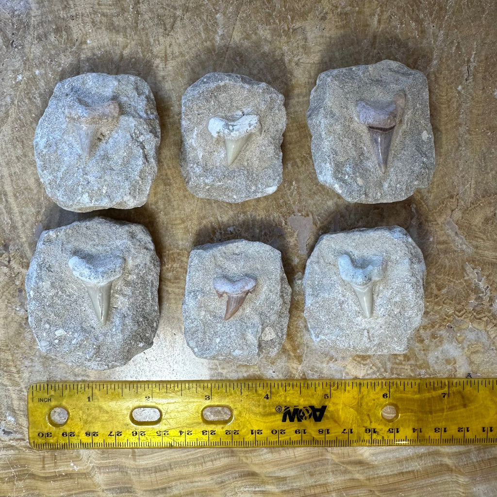 Otodus Shark Tooth Fossil on Matrix - Morocco