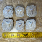 Otodus Shark Tooth Fossil on Matrix - Morocco