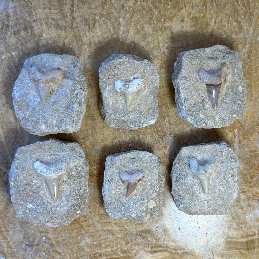 Otodus Shark Tooth Fossil on Matrix - Morocco