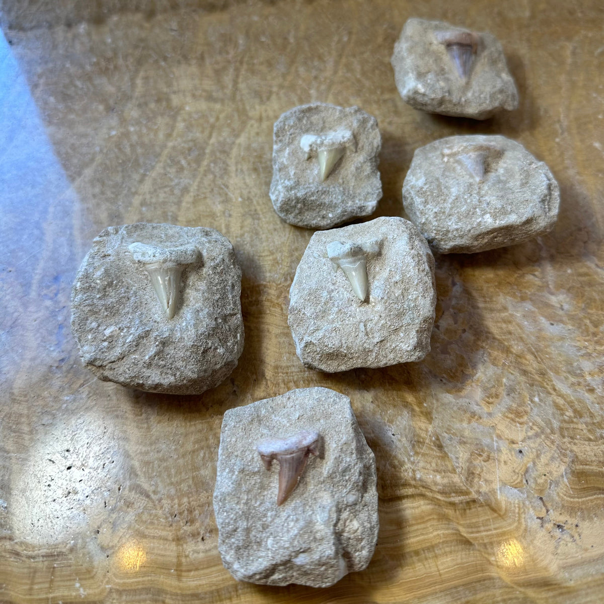 Otodus Shark Tooth Fossil on Matrix - Morocco