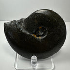 Ammonite Fossil, Whole Specimen - Morocco, Choose Your Size