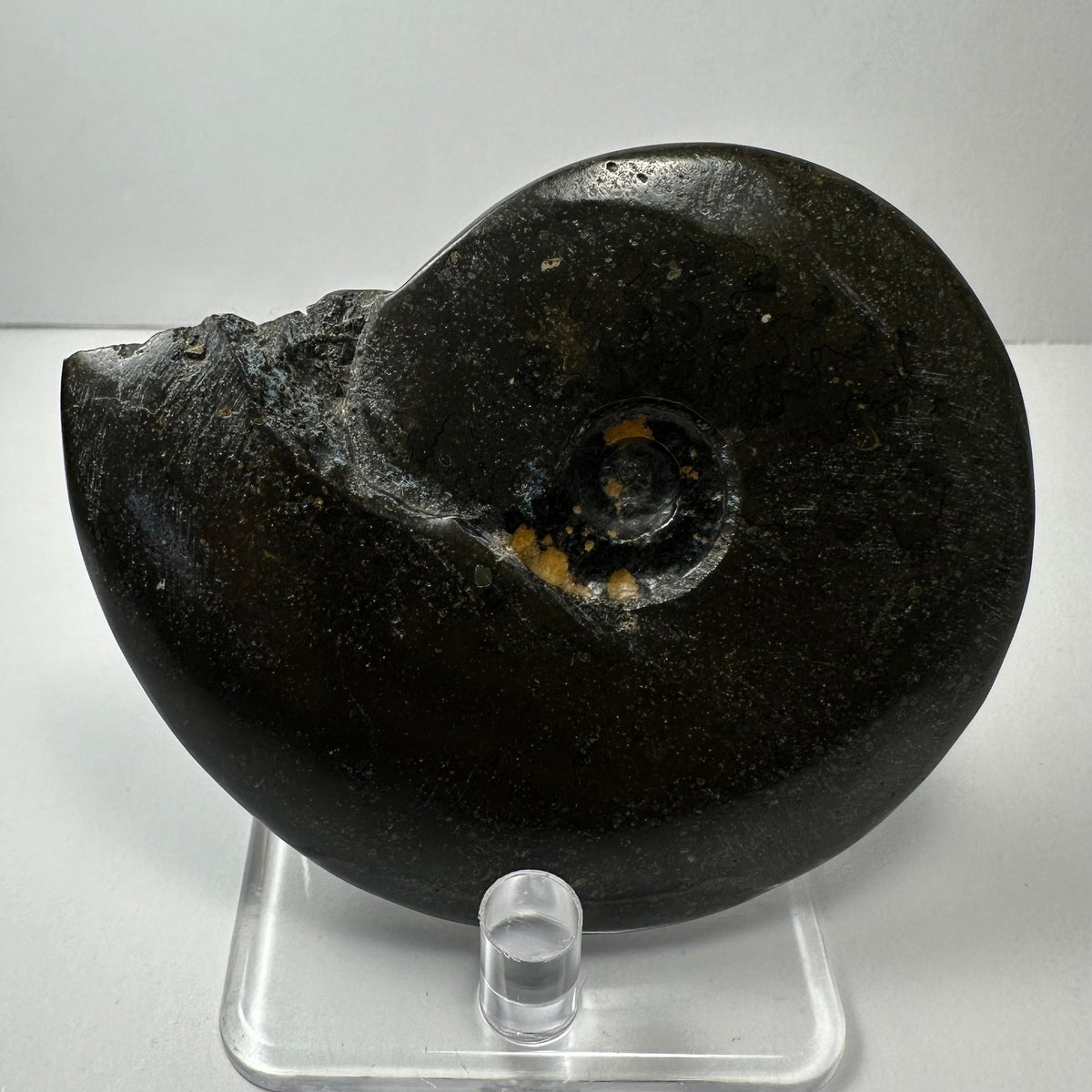Ammonite Fossil, Whole Specimen - Morocco, Choose Your Size
