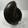 Ammonite Fossil, Whole Specimen - Morocco, Choose Your Size