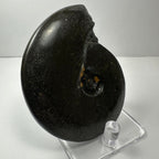 Ammonite Fossil, Whole Specimen - Morocco, Choose Your Size