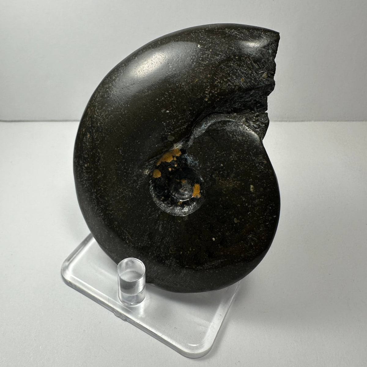 Ammonite Fossil, Whole Specimen - Morocco, Choose Your Size