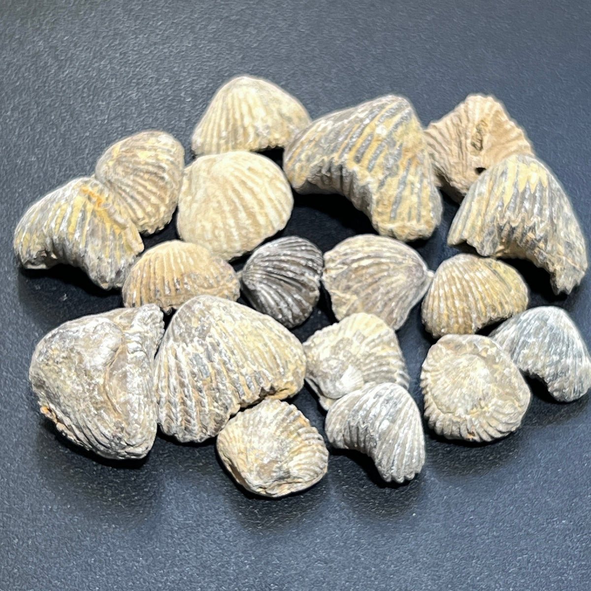 Brachiopod Shell Fossils - Morocco