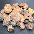 Ammonite Fossils by Weight - Morocco