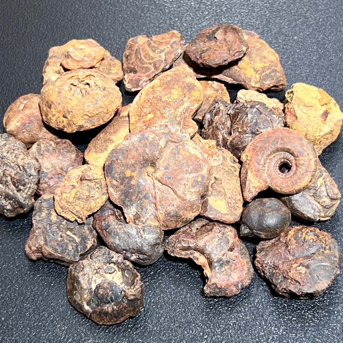 Ammonite Fossils by Weight - Morocco