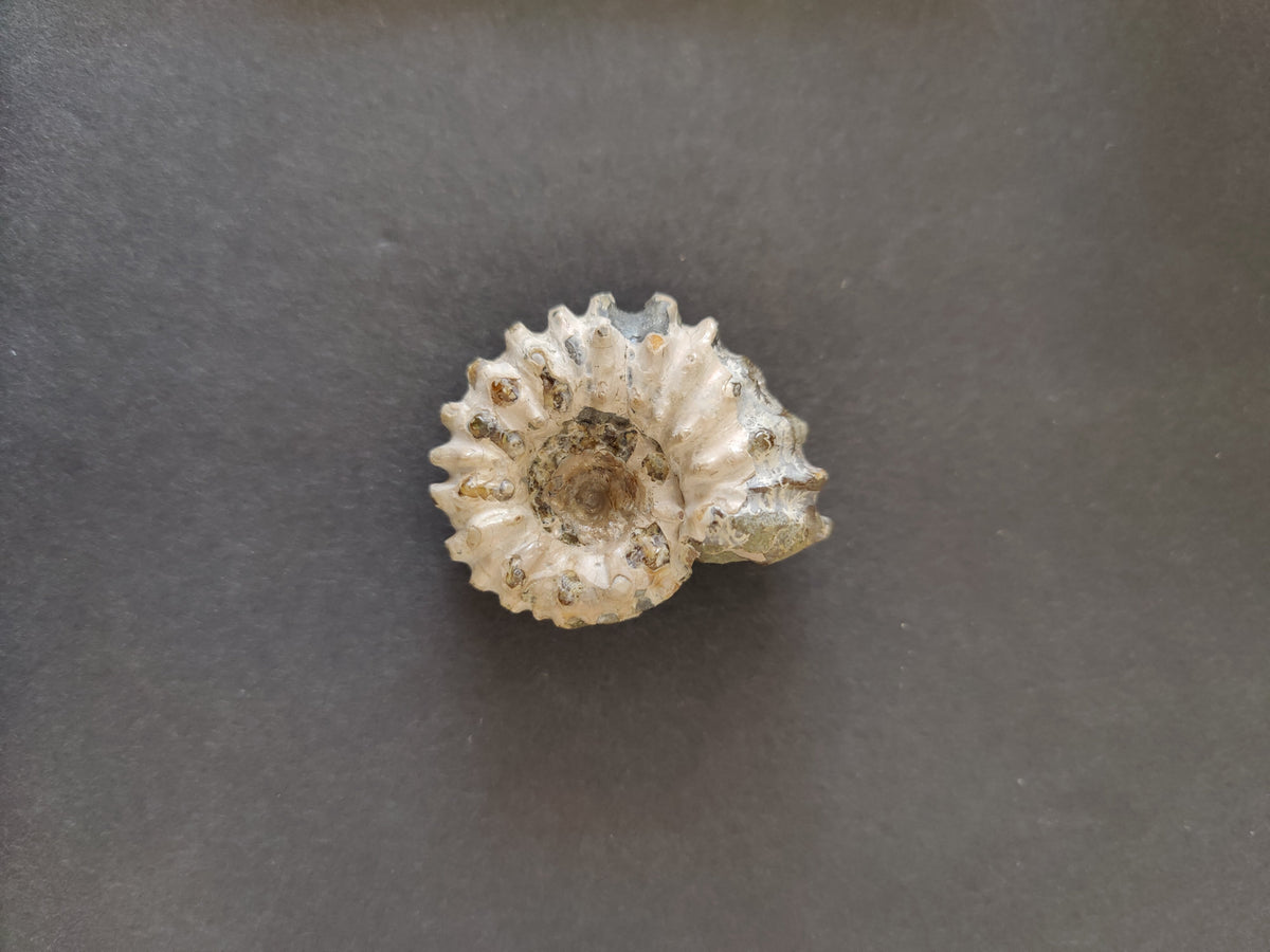 Polished Ammonite Fossil, Early Cretaceous - Madagascar, One of a Kind