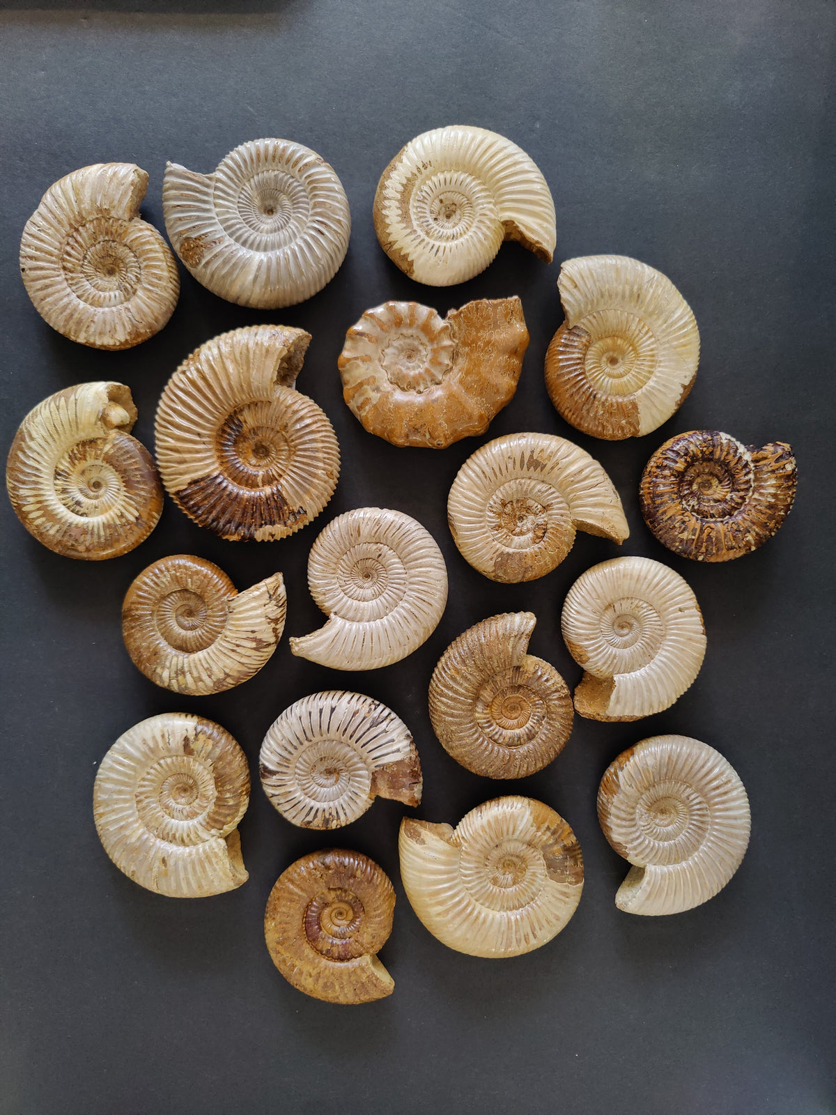 Ammonite Fossil, Polished Late Jurassic Specimen, 2.25–3.25 in — Madagascar
