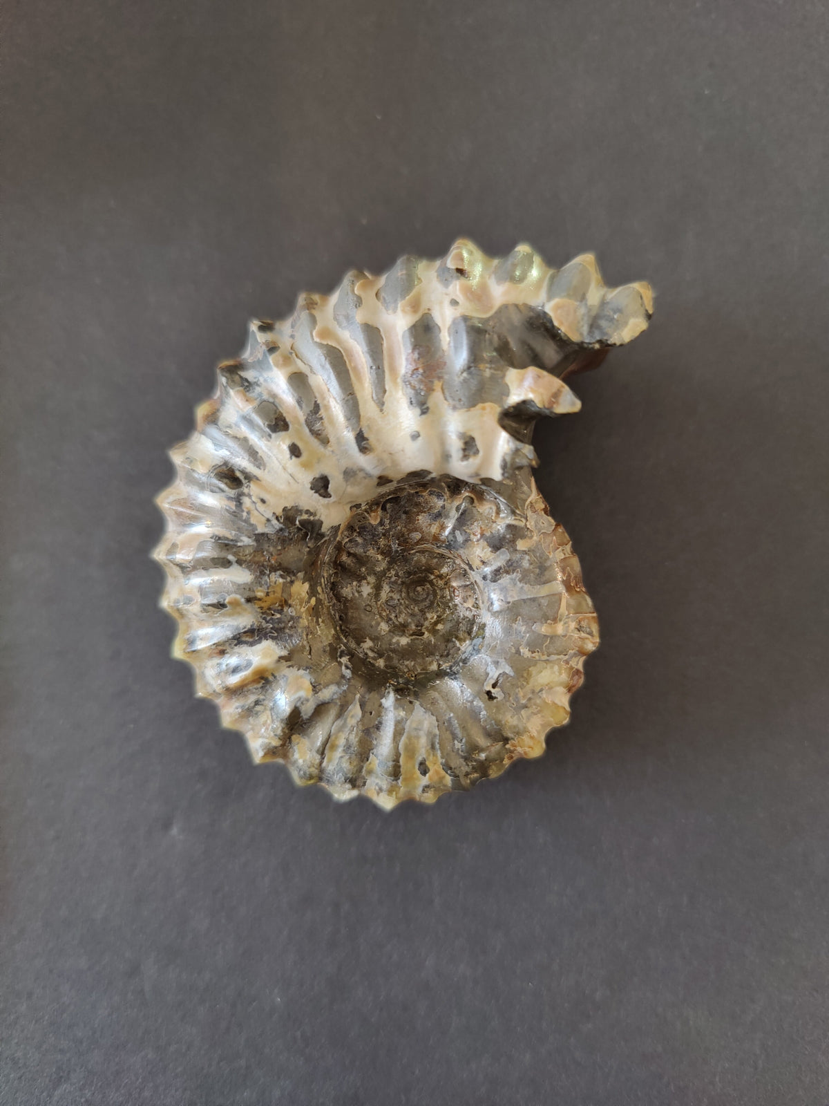 Polished Ammonite Fossil, Early Cretaceous - Madagascar, One of a Kind