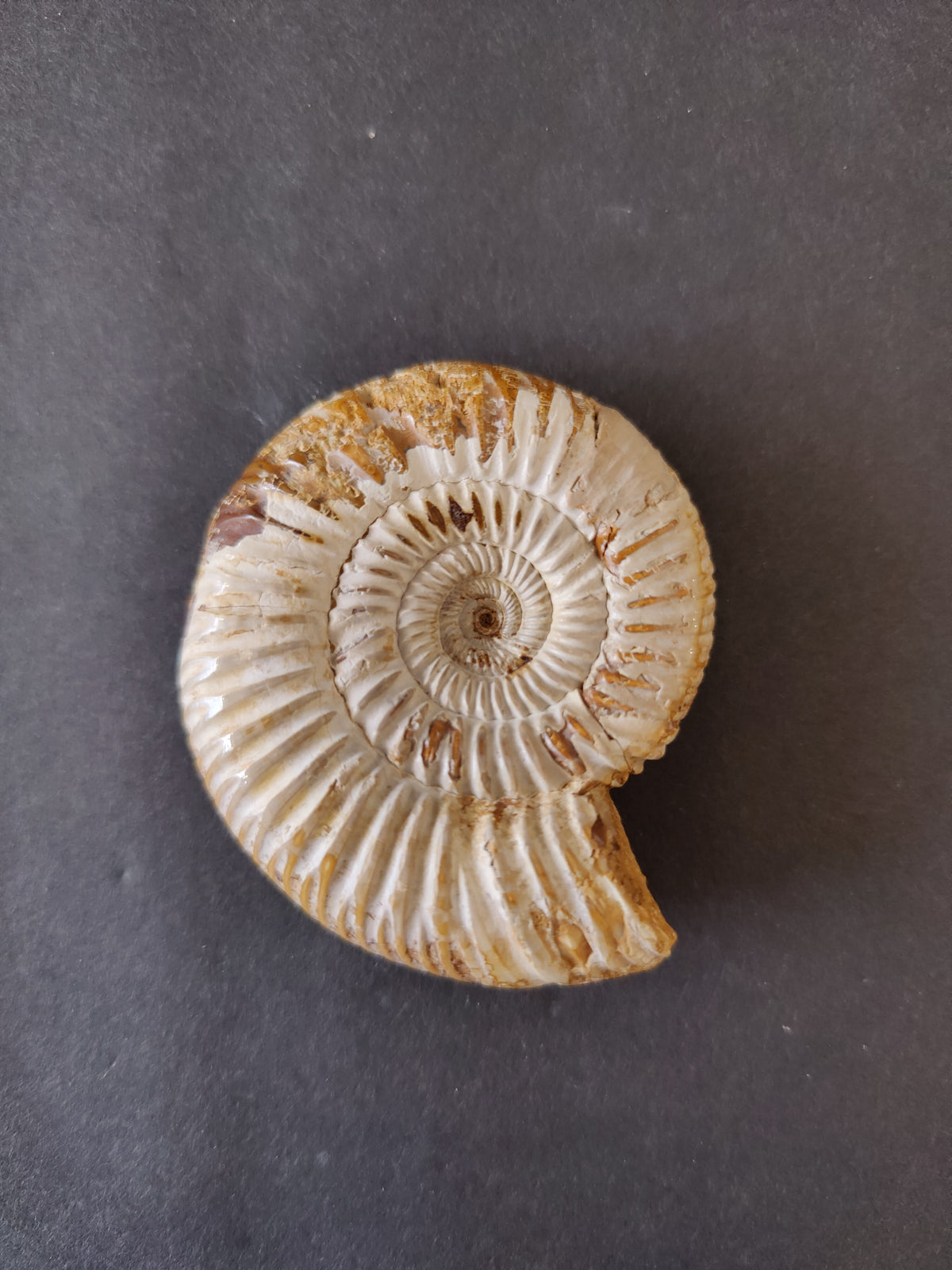 Ammonite Fossil, Polished Late Jurassic Specimen, 2.25–3.25 in — Madagascar