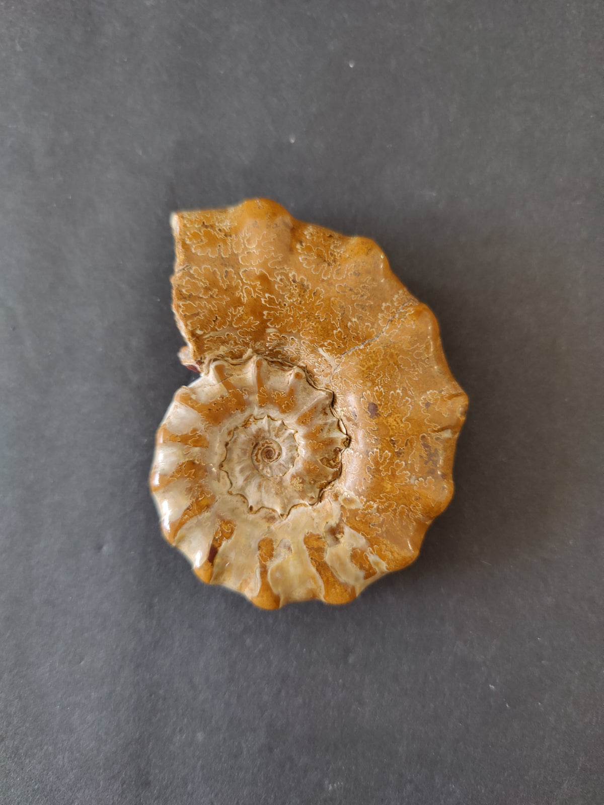 Ammonite Fossil, Polished Late Jurassic Specimen, 2.25–3.25 in — Madagascar