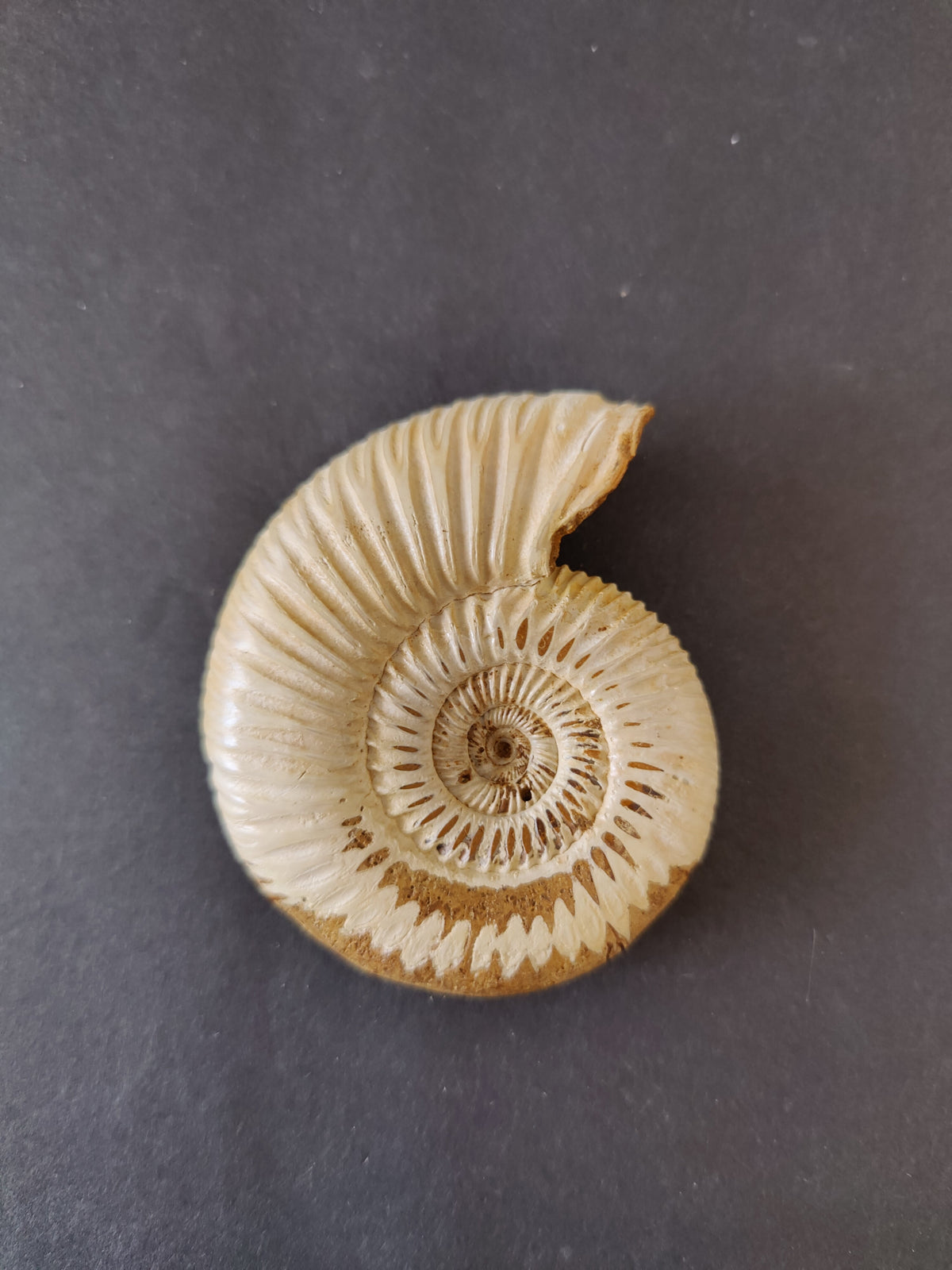 Ammonite Fossil, Polished Late Jurassic Specimen, 2.25–3.25 in — Madagascar