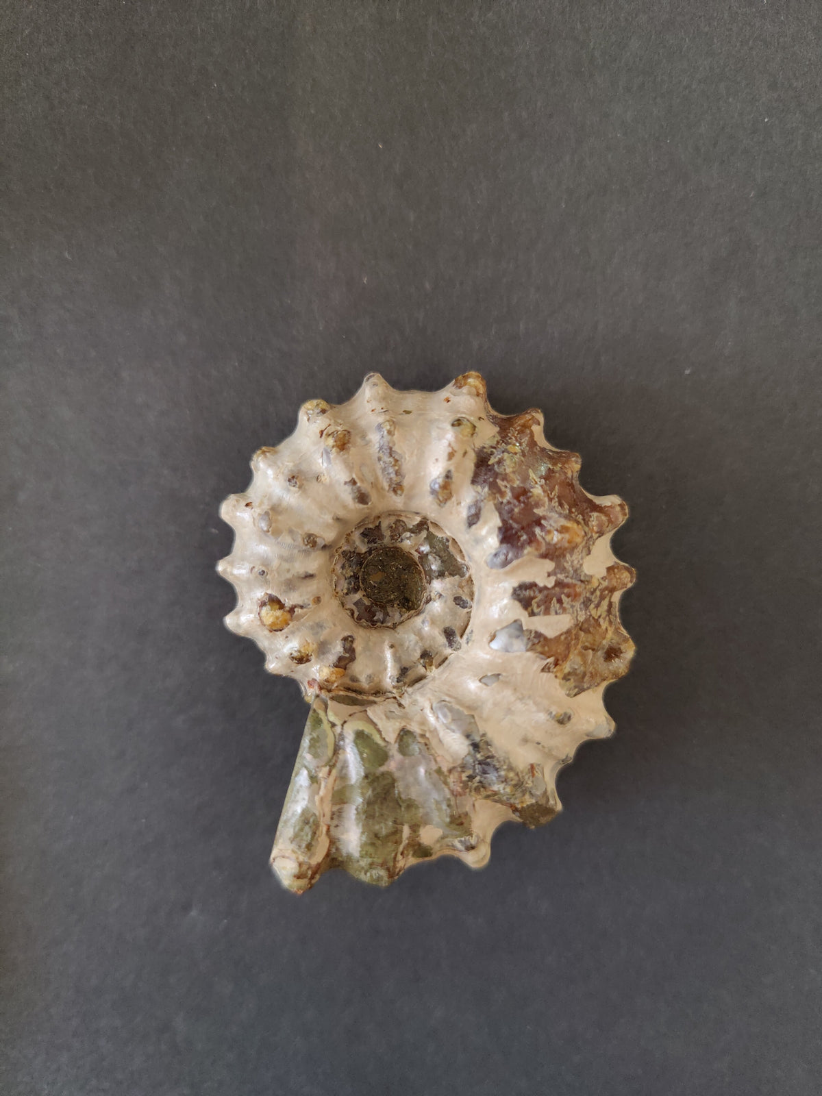 Polished Ammonite Fossil, Early Cretaceous - Madagascar, One of a Kind