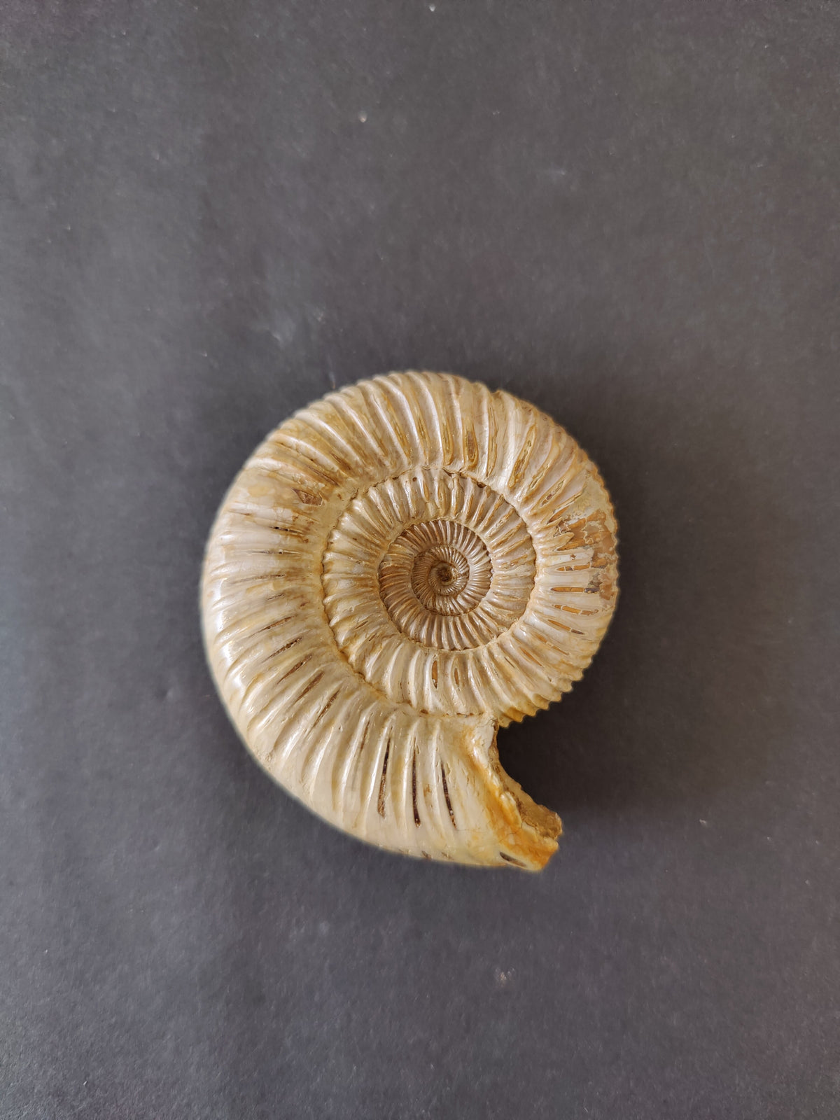 Ammonite Fossil, Polished Late Jurassic Specimen, 2.25–3.25 in — Madagascar
