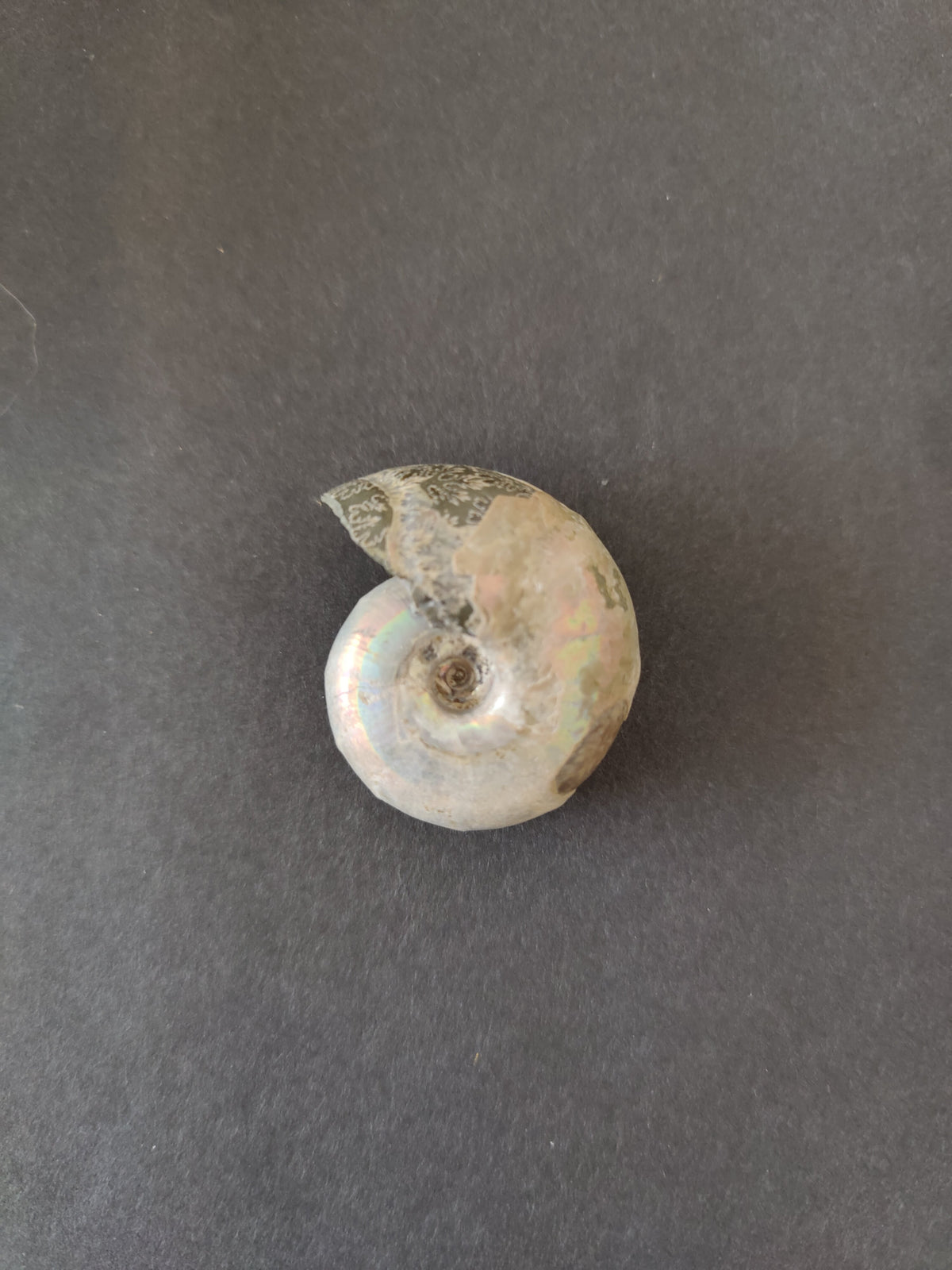 Polished Ammonite Fossil, Early Cretaceous - Madagascar, One of a Kind