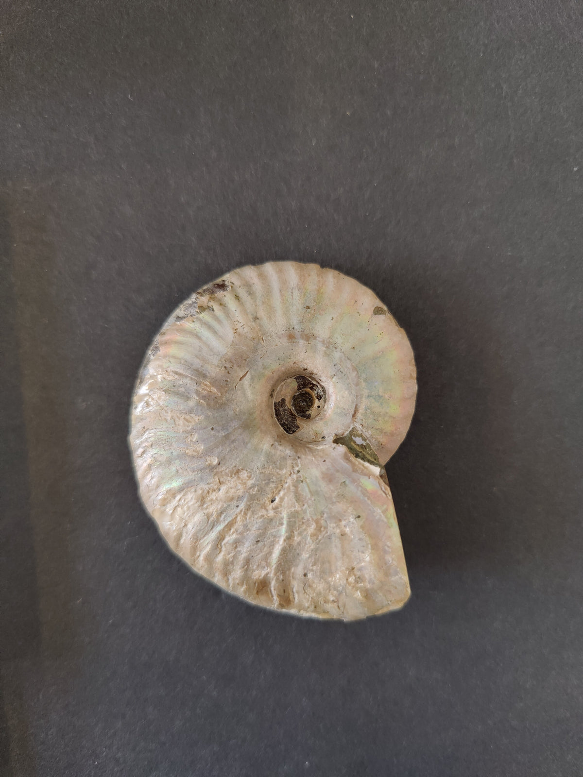 Polished Ammonite Fossil, Early Cretaceous - Madagascar, One of a Kind