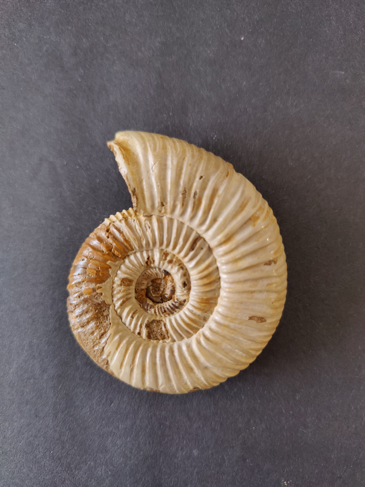 Ammonite Fossil, Polished Late Jurassic Specimen, 2.25–3.25 in — Madagascar